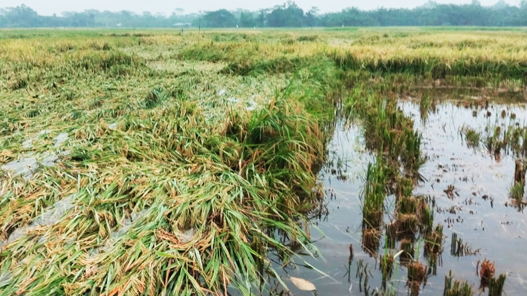 কালবৈশাখীতে ফসলের ক্ষতি। ছবি: আজকের পত্রিকা