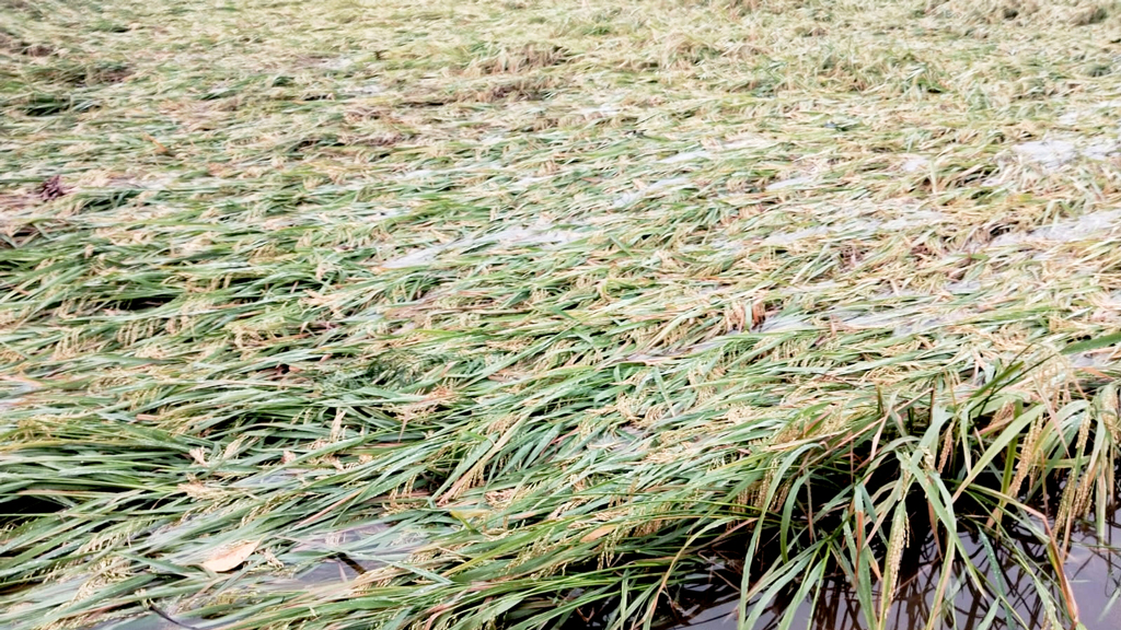 ঝালকাঠিতে কালবৈশাখীর তাণ্ডব, পানিতে তলিয়ে গেছে বোরো ধান