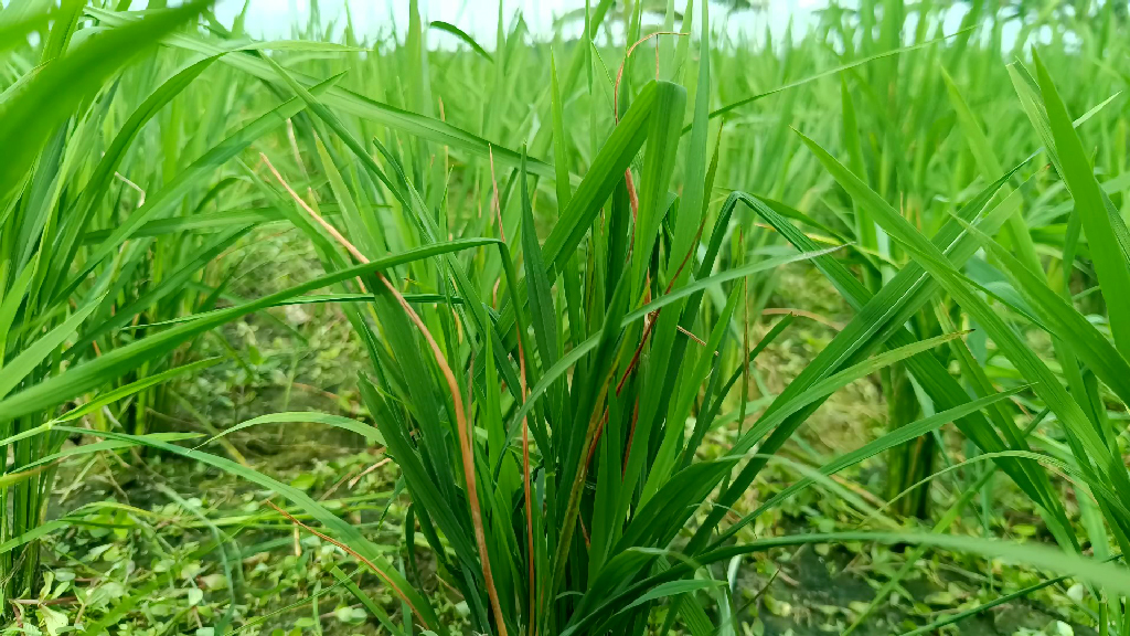 ঝিনাইদহে রোপা আমনে মাজরা পোকার আক্রমণ, দিশেহারা কৃষক