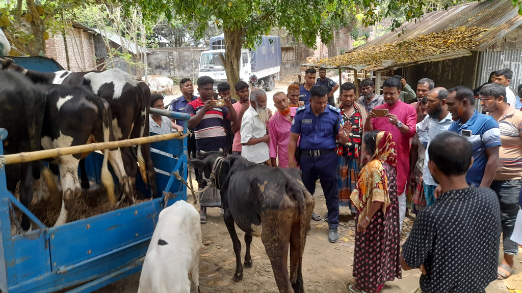 লুটের ভয়ে গরু-ছাগল আত্মীয়ের বাড়িতে পাঠাচ্ছে শৈলকুপার মানুষ