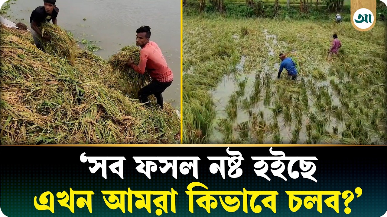 নেত্রকোনার হাওরে বন্যার পানিতে ভাসছে কৃষকের সারা বছরের স্বপ্ন