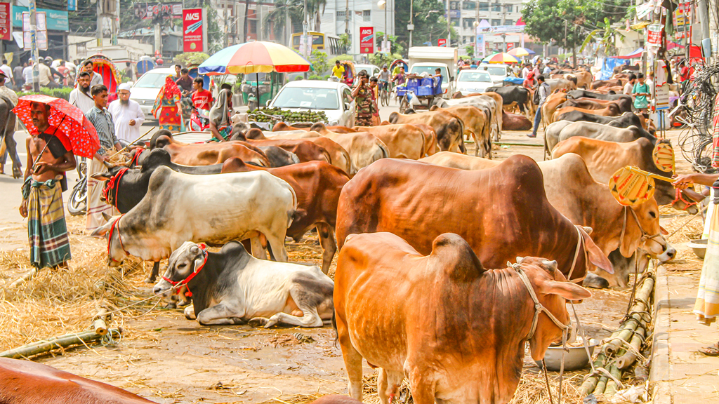 ক্রেতার অপেক্ষায় পশুর ব্যাপারীরা