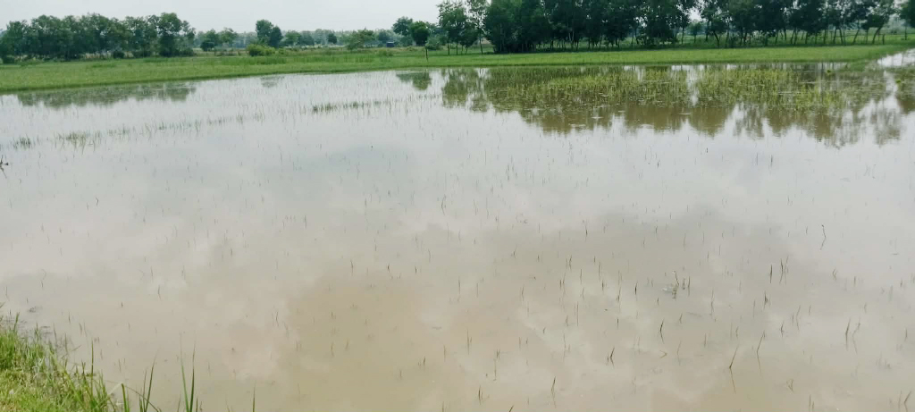তৈছালা খাল: ধারদেনা করে চাষাবাদ, জলে ভেসে যায় কৃষকের স্বপ্ন