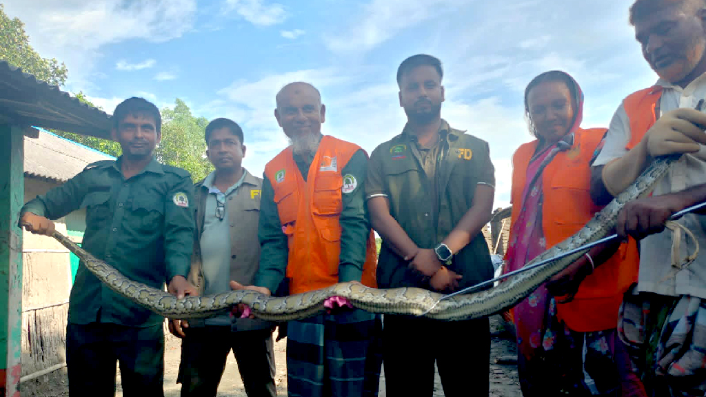 ১০ ফুট লম্বা অজগর সাপ উদ্ধার, সুন্দরবনে অবমুক্ত
