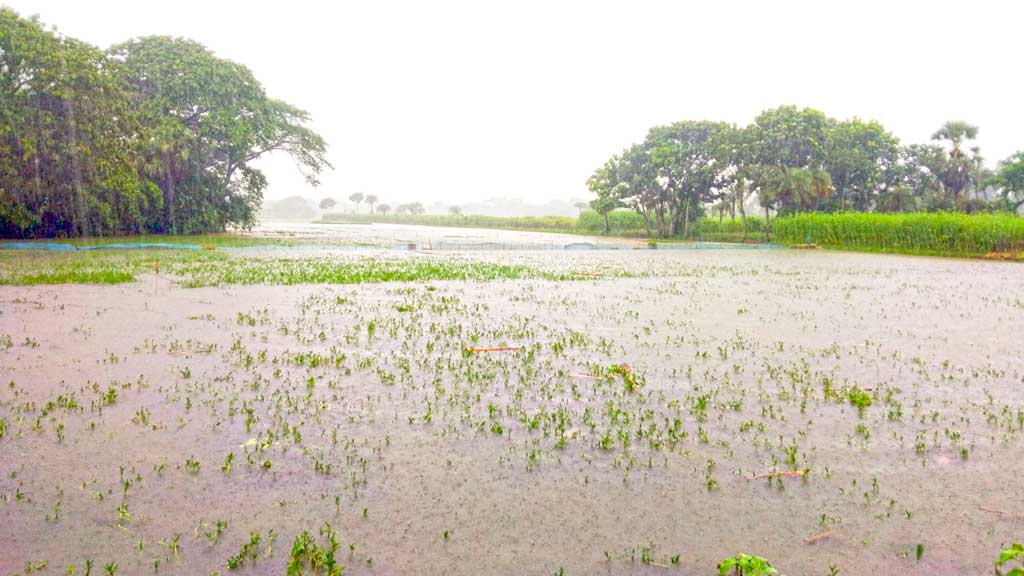 খুলনা অঞ্চলে অতিবৃষ্টিতে শতকোটি ক্ষতির শঙ্কা কৃষিতে