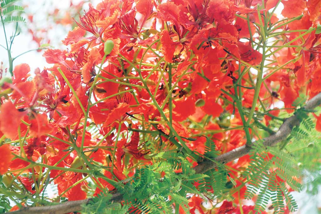 রক্তিম কৃষ্ণচূড়ায় রাঙা ইবি
