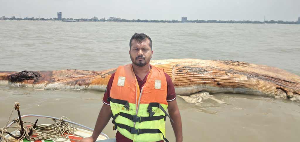 কুয়াকাটা সৈকতে ভেসে এল বিশাল আকৃতির মৃত তিমি