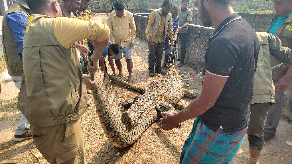 সাফারি পার্কে ২ কুমিরের মারামারি