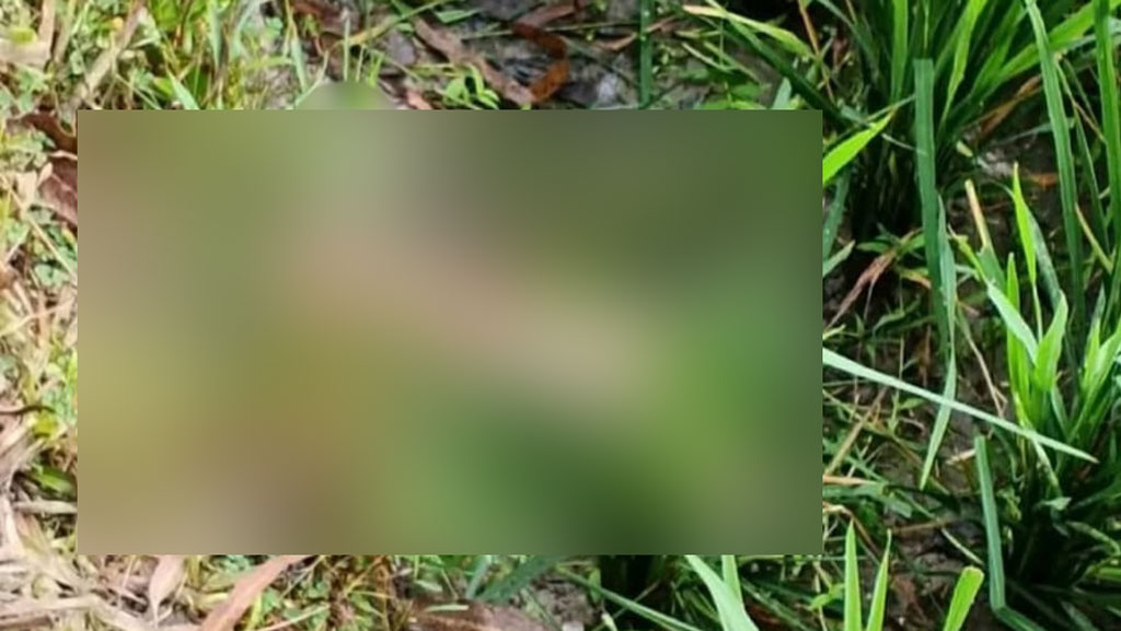কুড়িগ্রামে ধানখেত থেকে খণ্ডিত পা উদ্ধার, এলাকায় চাঞ্চল্য