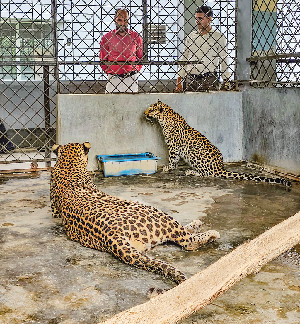 প্রাণী দিবস আজ: লেপার্ড দুটির কোয়ারেন্টিন
শেষ হয়নি ৯ বছরেও