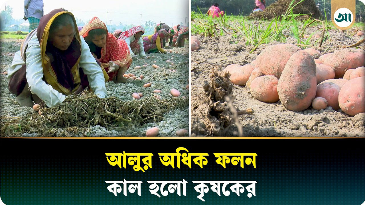 ফলন ভালো, তবু হতাশায় নিমজ্জিত কৃষক