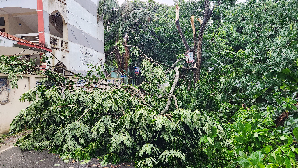 শিবচরে কালবৈশাখীর কবলে পড়ে ভেঙে পড়েছে অসংখ্য গাছপালা