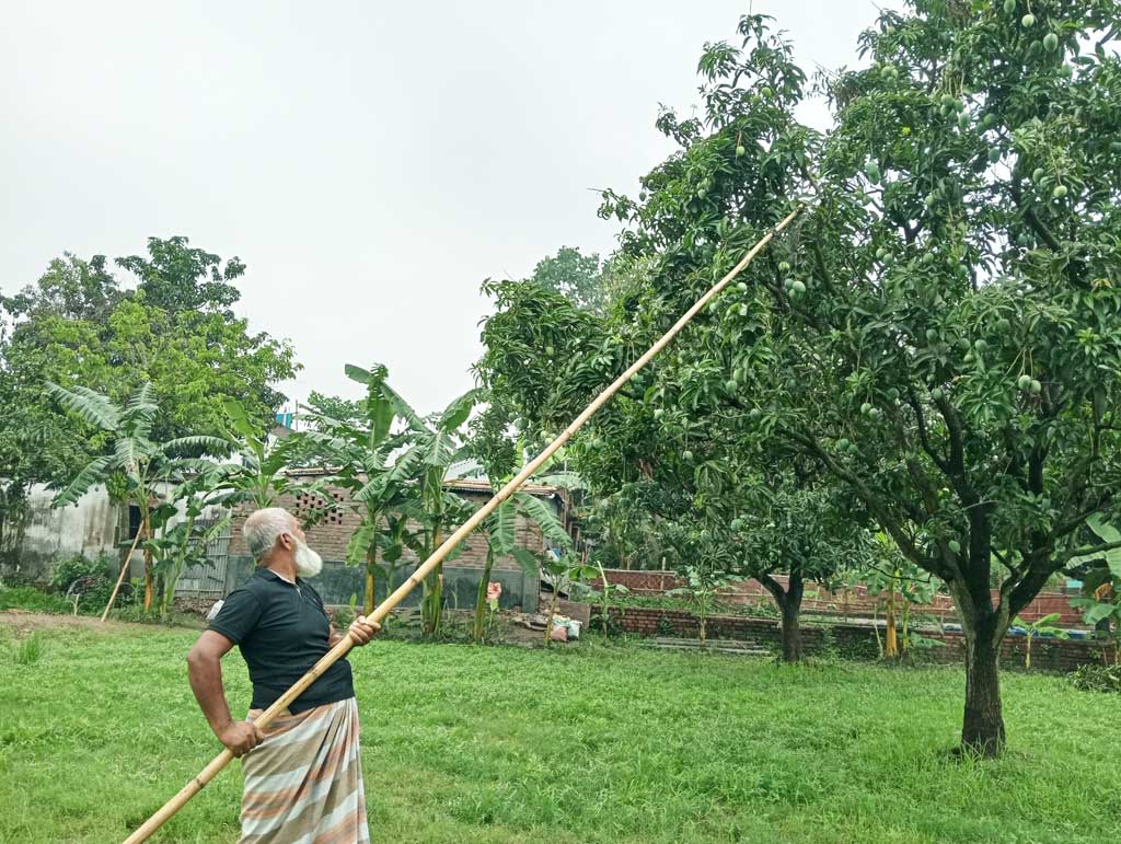 বাগানের গাছের গোপালভোগ আম নামানো শুরু হয়েছে সকাল থেকে। ছবিটি নগরীর মেহেরচণ্ডী কড়ইতলা এলাকার একটি আমবাগান থেকে আজ সোমবার সকালে তোলা। ছবি: মিলন শেখ