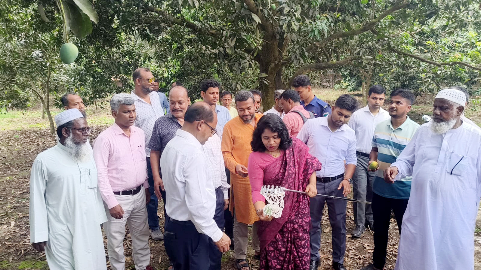 চুয়াডাঙ্গায় আম সংগ্রহ শুরু: ক্যালেন্ডার মেনে বাজারজাত করার নির্দেশ
