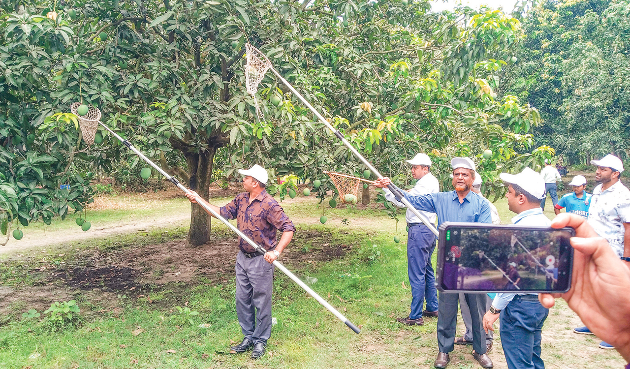 সাতক্ষীরা: আম সংগ্রহ শুরু, দামে অসন্তোষ