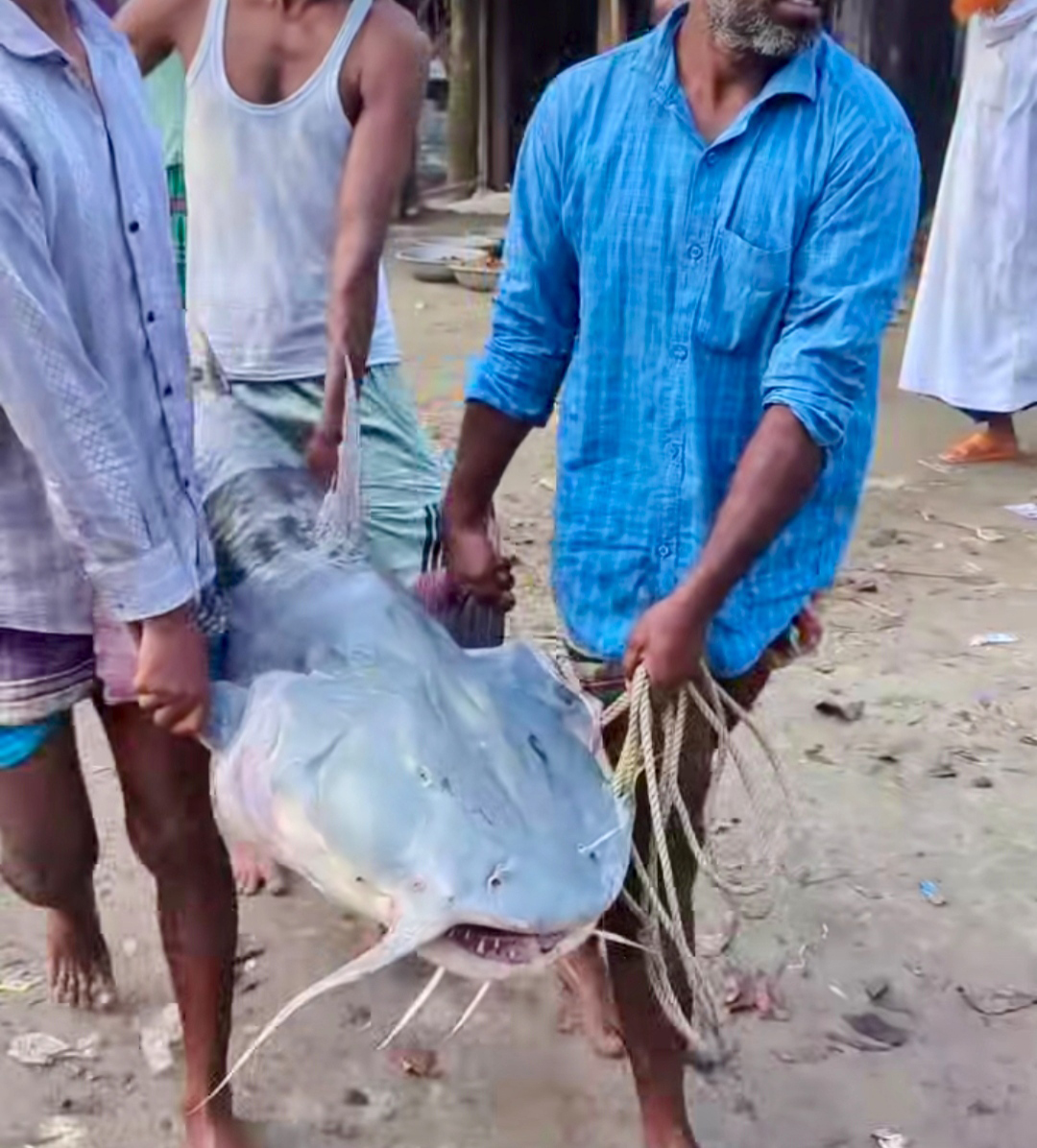 যমুনায় জেলের জালে ৪১ কেজির বাগাড়, ৫৩ হাজারে বিক্রি