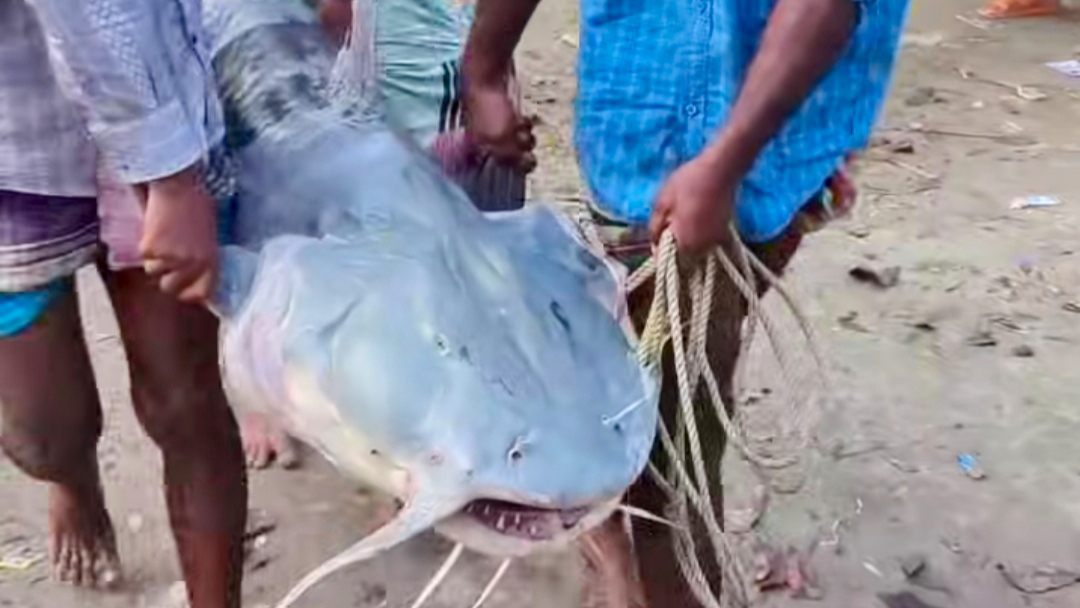 যমুনায় জেলের জালে ৪১ কেজির বাগাড়, ৫৩ হাজারে বিক্রি