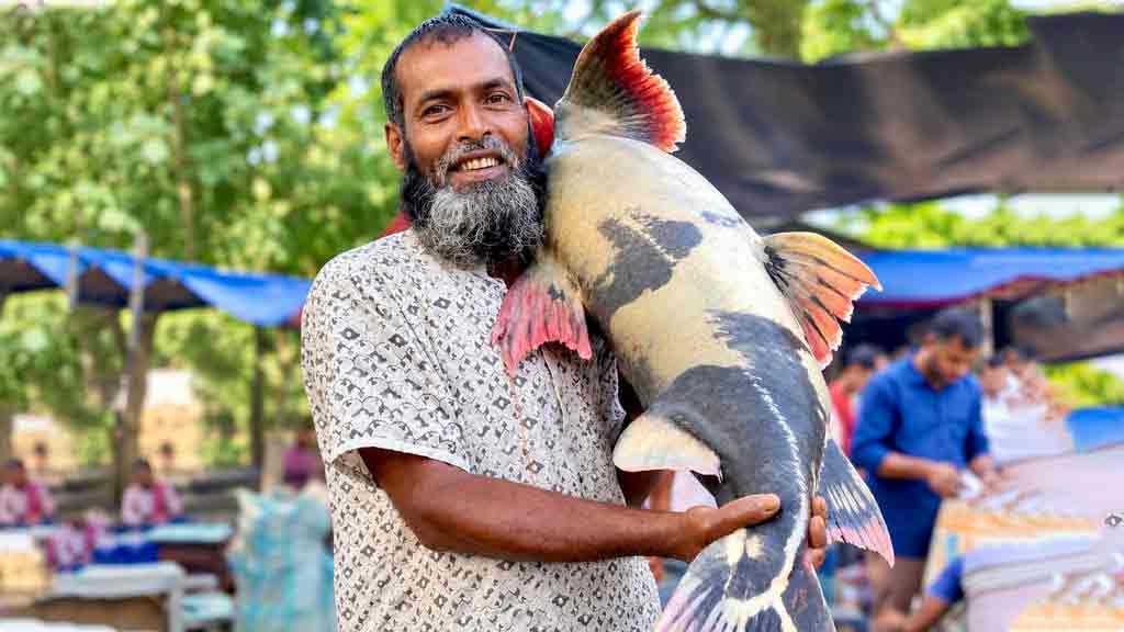 পদ্মায় ধরা পড়ল ২৪ কেজির বাগাড়, ৩৮ হাজারে বিক্রি