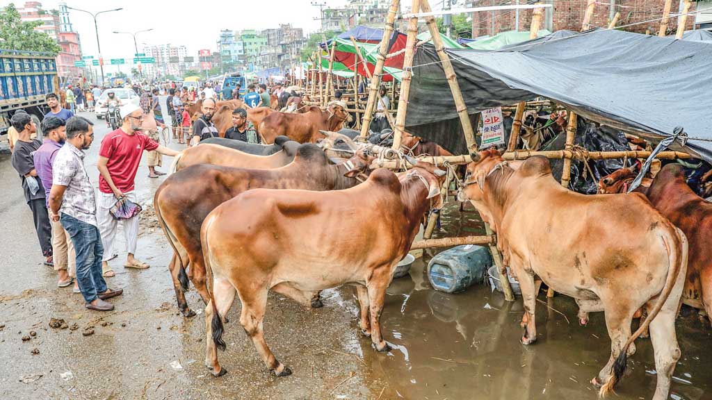 জমে উঠেছে কোরবানির পশুর হাট