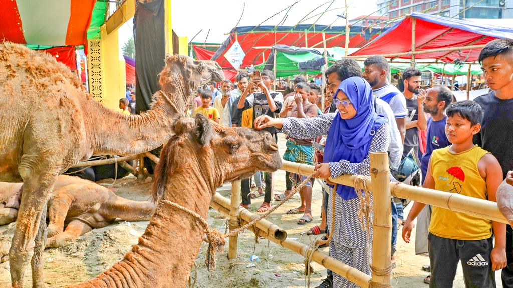 উত্তরায় ‘কালামানিক-রোনালদো’ তেজগাঁওয়ে ‘মরুভূমির জাহাজ’