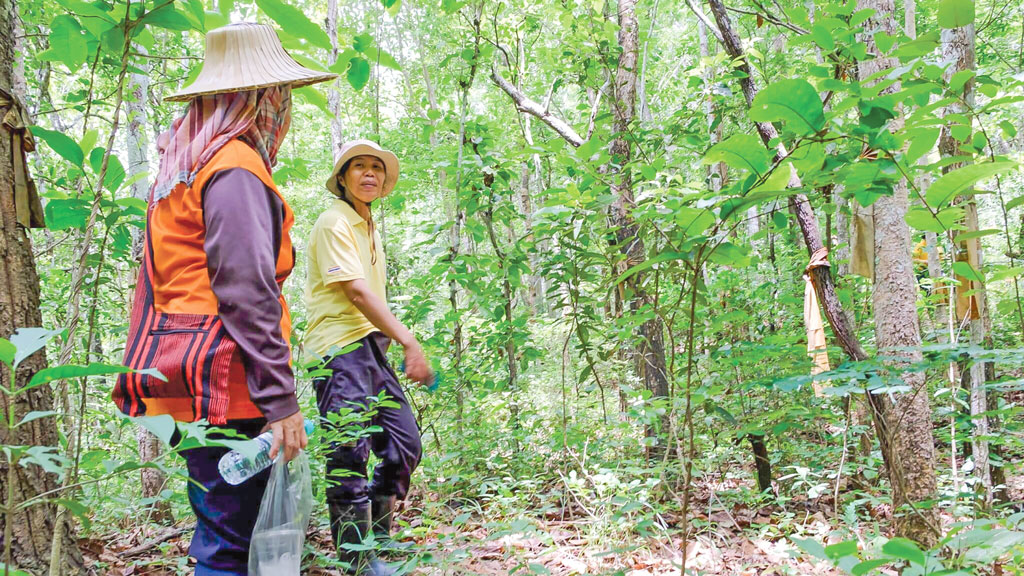 বন রক্ষা করছে নারীদের দল