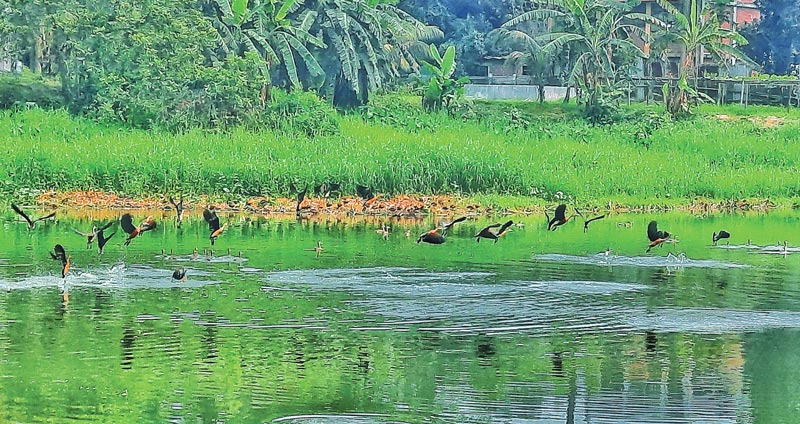 পাখির কলতানে ঘুম ভাঙে যেখানে