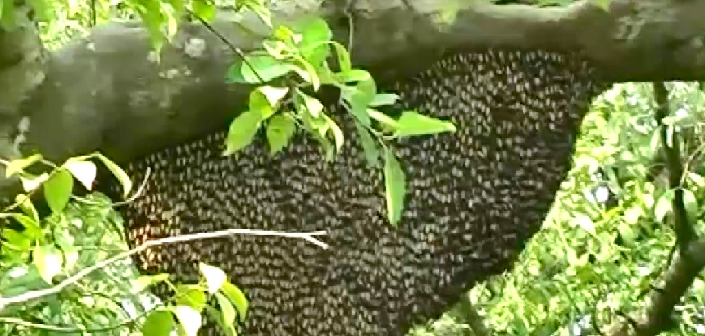 সুন্দরবনে মধু সংগ্রহের অভিযোগ, ৭ মৌয়াল আটক