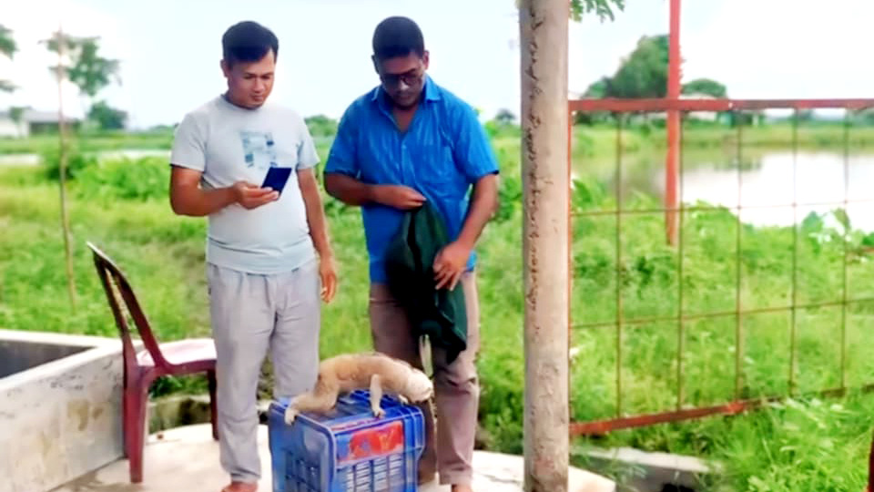 শ্রীমঙ্গলে বিরল প্রজাতির লজ্জাবতী বানর উদ্ধার