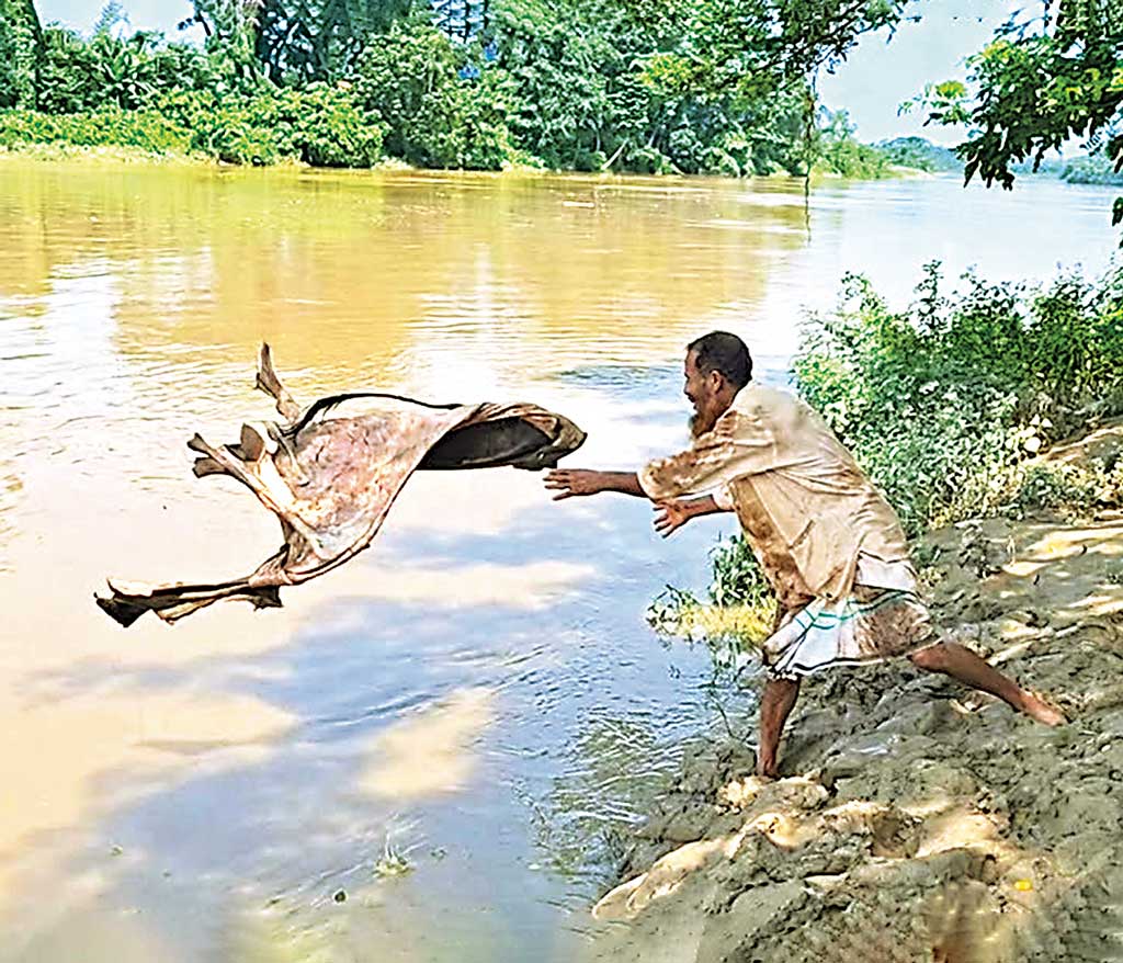 নদী-খালে কোরবানি পশুর চামড়া