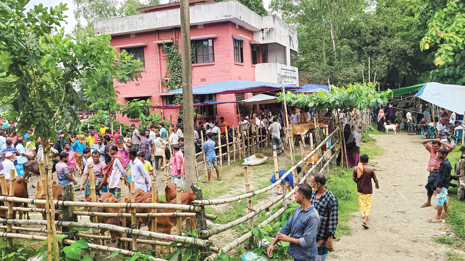 নরসিংদীর রায়পুরা: স্বাস্থ্যকেন্দ্রে গরুর হাট, ব্যাহত চিকিৎসাসেবা