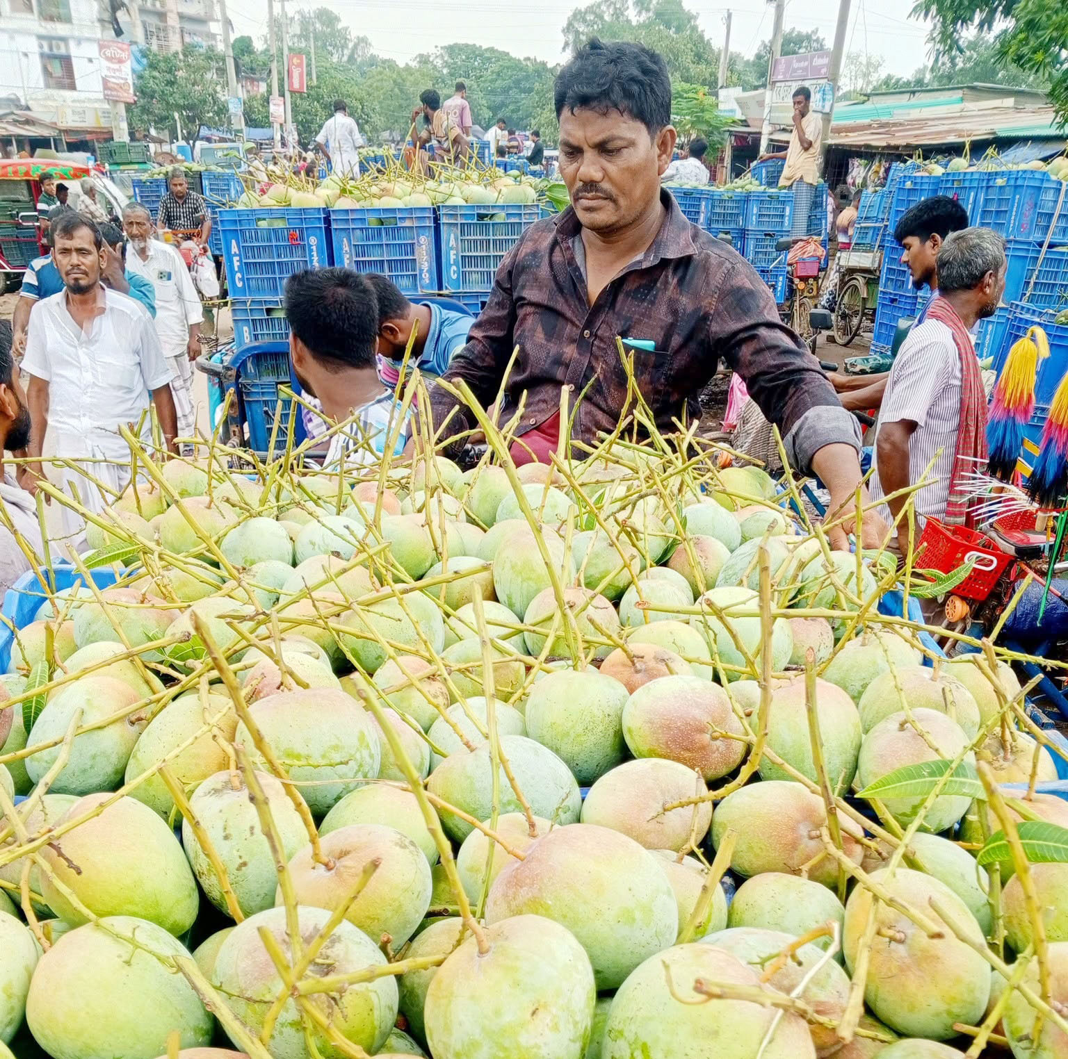 শেষ মৌসুমেও আম্রপালির কদর, মণপ্রতি দাম ২৫ হাজার টাকা