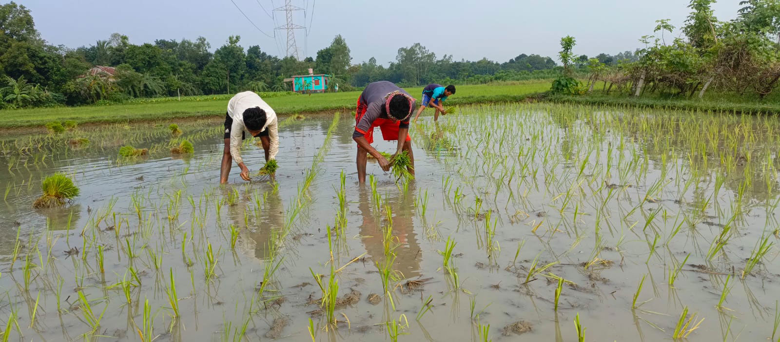 আমন মৌসুম শুরু হয়েছে। কয়েক দিনের মধ্যেই সবুজে ভরে উঠবে মাঠ। নতুন ফসলের স্বপ্ন আর আশায় ধানের চারা রোপণে ব্যস্ত কৃষকেরা। ছবিটি নরসিংদীর রায়পুরা উপজেলার পূর্ব হরিপুর গ্রামের মাঠ থেকে তোলা। ছবি: হারুনূর রশিদ