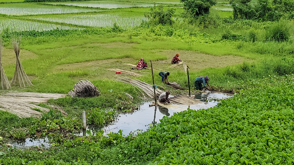 চাহিদা ও দাম বাড়ায় পাট চাষে বেড়েছে আগ্রহ। পরিবারের সদস্যদের সঙ্গে রায়পুরার মুছাপুরের মরা নদীতে জাগ দেওয়া পাট সংগ্রহে ব্যস্ত কৃষক পরিবার। ছবিটি আজ বৃহস্পতিবার সকালে পূর্বহরিপুর ব্রিজের নিচ থেকে তোলা। ছবি: হারুনূর রশিদ
