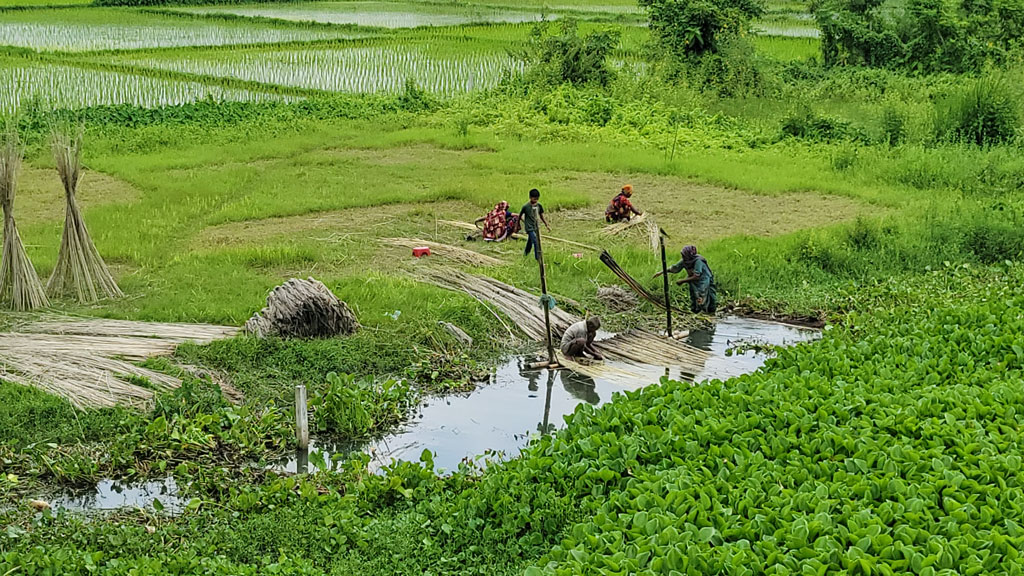 চাহিদা ও দাম বাড়ায় পাট চাষে বেড়েছে আগ্রহ। পরিবারের সদস্যদের সঙ্গে রায়পুরার মুছাপুরের মরা নদীতে জাগ দেওয়া পাট সংগ্রহে ব্যস্ত কৃষক পরিবার। ছবিটি আজ বৃহস্পতিবার সকালে পূর্বহরিপুর ব্রিজের নিচ থেকে তোলা। ছবি: হারুনূর রশিদ