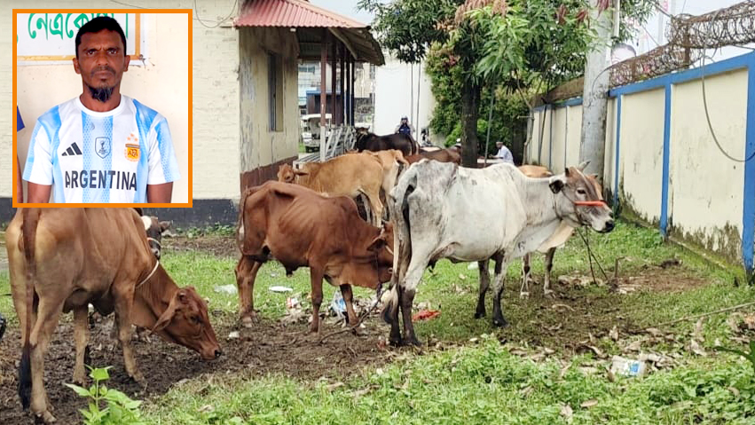 গরু চুরির অভিযোগে আর্জেন্টিনা সমর্থক গ্রেপ্তার, ১৭ গরু উদ্ধার
