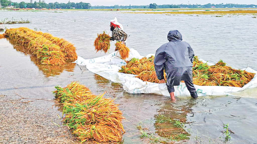 হাওরাঞ্চল: ধানের সঙ্গে শ্রমিকের মজুরিও কৃষকের লোকসানের খাতায়