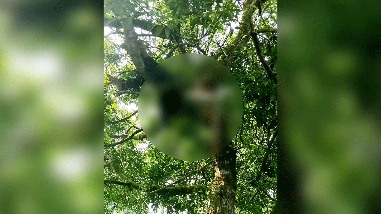 ব্যাংকের উদ্দেশে বেরিয়ে নিখোঁজ, দুই দিন পর গাছের ডালে মিলল সাবেক সেনাসদস্যের লাশ