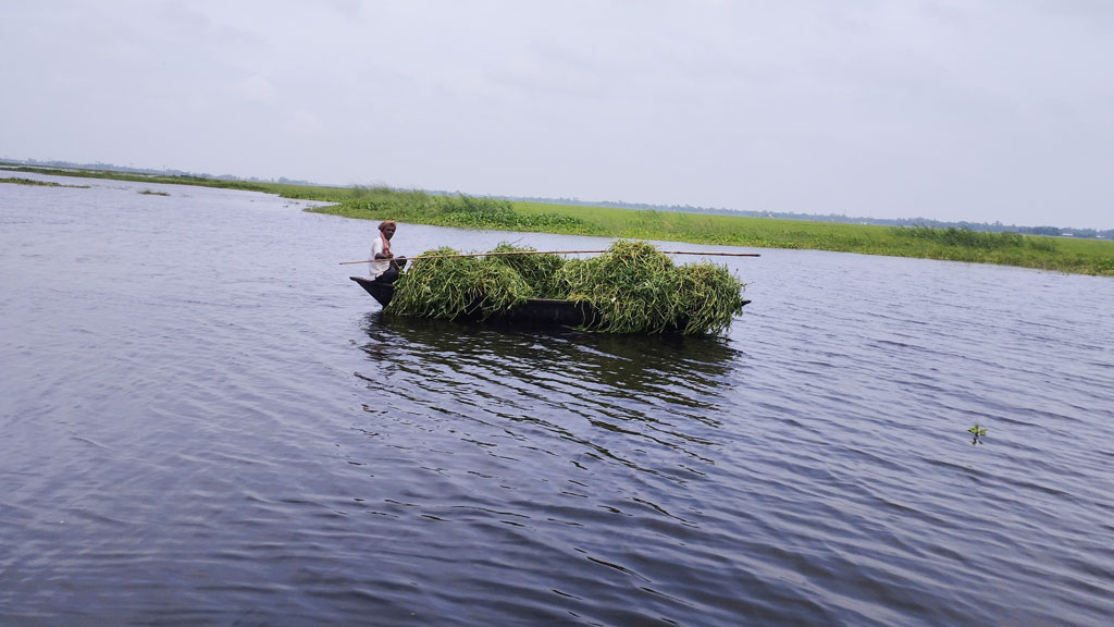 চলনবিলের পানি বাড়ায় তলিয়ে গেছে গোচারণ ভূমি। এতে দেখা দিয়েছে কাঁচা ঘাসের সংকট। তাই বিলের পানিতে বেড়ে ওঠা কলমিলতা কেটে ডিঙি নৌকায় বাড়ি ফিরছেন এক কৃষক। ছবিটি মঙ্গলবার সকালে পাবনার চাটমোহর উপজেলার চলনবিলের বোয়ালমারী পয়েন্ট থেকে তোলা। ছবি: শুভাশীষ ভট্টাচার্য্য তুষার