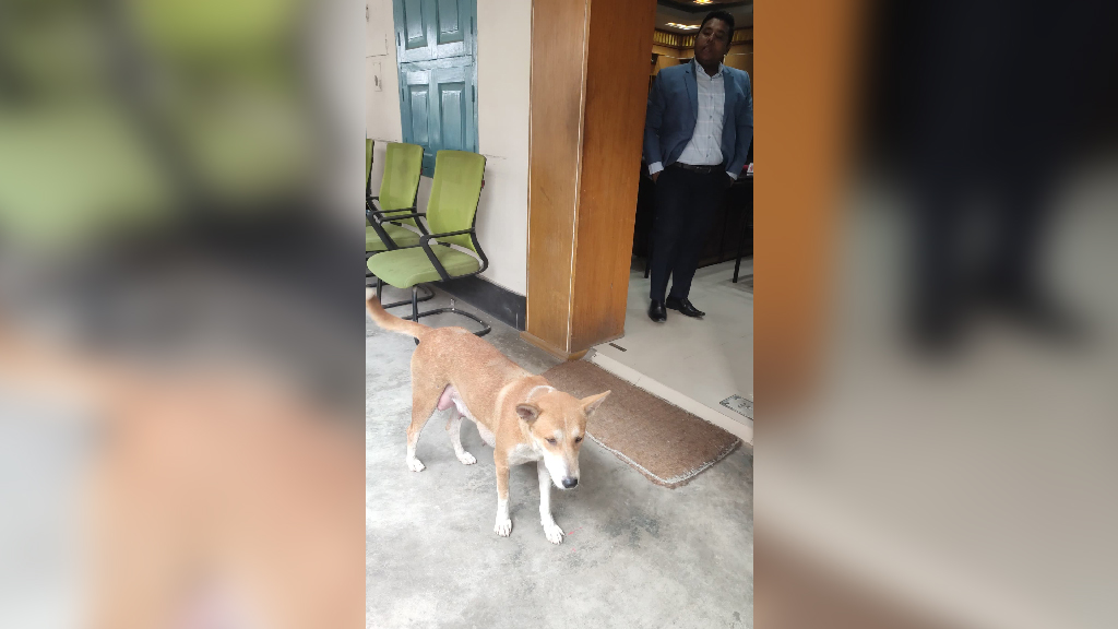 ৮ কুকুরছানা হত্যায় সরকারি কর্মকর্তাকে বাসা ছাড়তে বাধ্য করল প্রশাসন, মামলার প্রস্তুতি