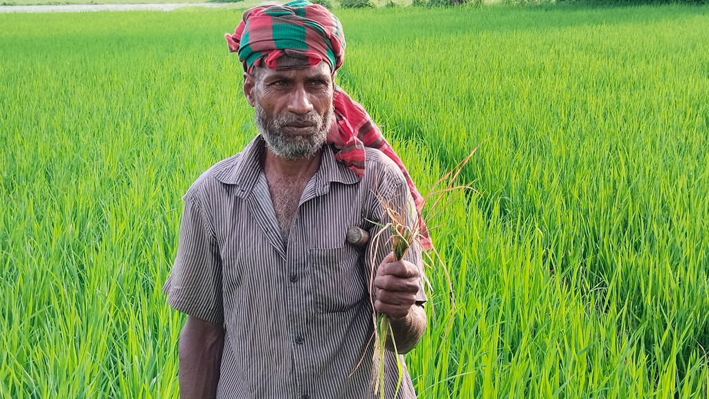 কোটচাঁদপুরে আমন ধানের খেতে মাজরার আক্রমণ, দুশ্চিন্তায় কৃষক