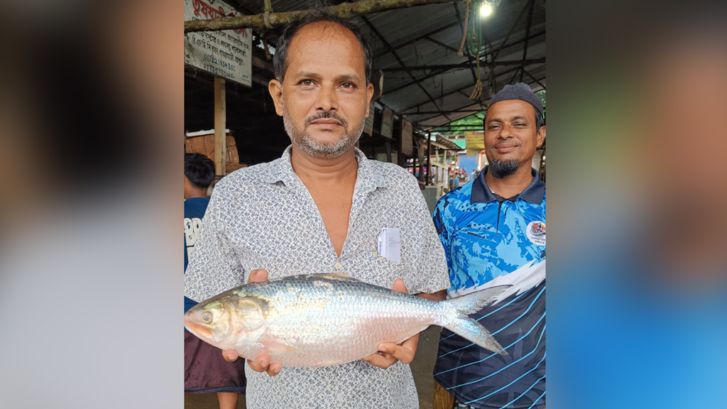 পাথরঘাটায় জেলের জালে ধরা পড়ল দেড় কেজির ইলিশ, ৫০০০ টাকায় বিক্রি