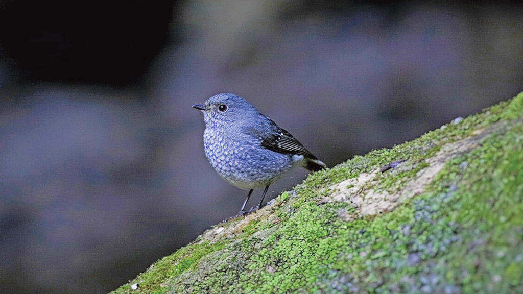 মাধবকুণ্ড ঝরনার পানিতে বিরল ঝরনাপাখি