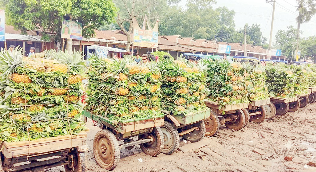 নিরাপদ ফল: মধুপুরের আনারস যাচ্ছে বিদেশে