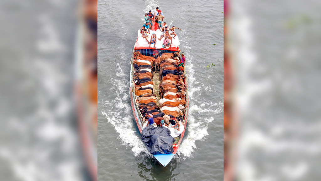 হাটে আসছে গরু, জমেনি বিক্রি