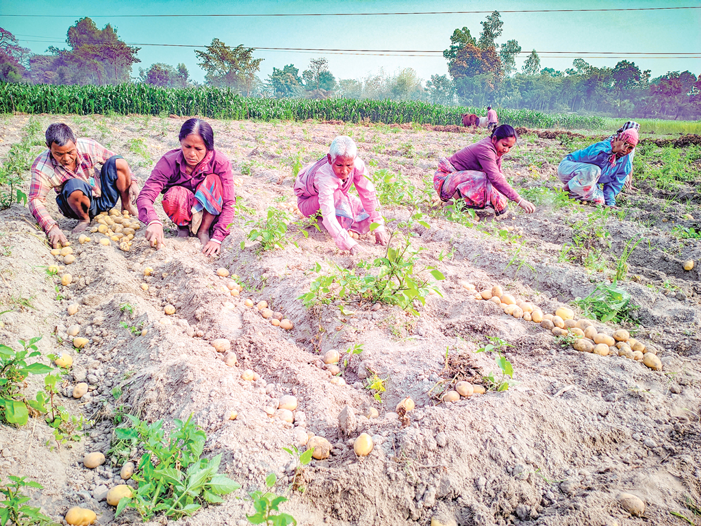 ঠাকুরগাঁও: আলুর কেজি ৩ টাকা, দিশেহারা কৃষক