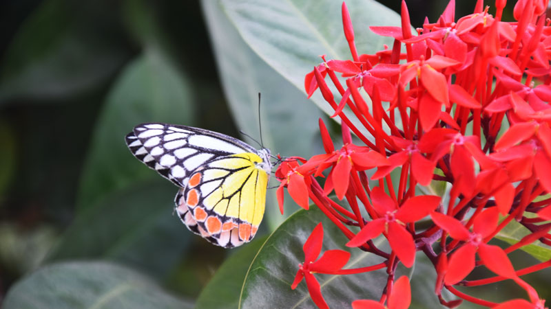 পরিবেশের ভারসাম্য রক্ষায় অবদান রাখছে প্রজাপতি