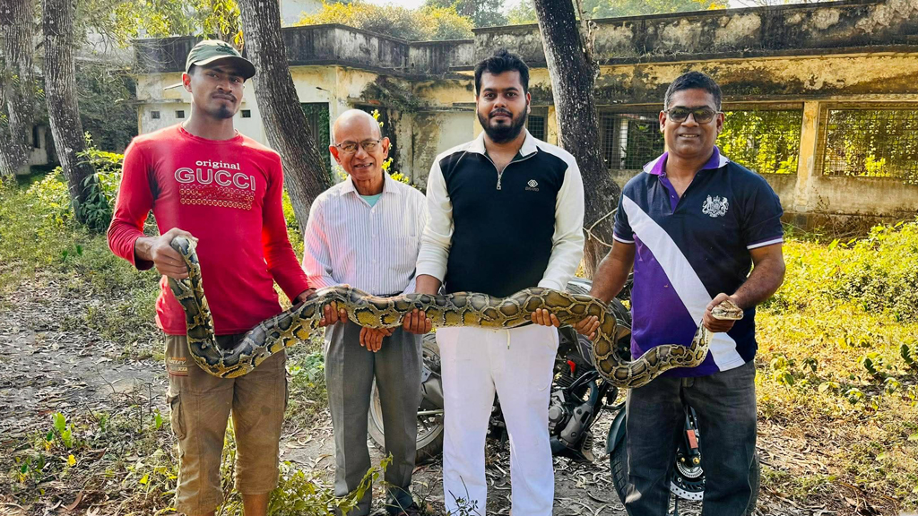 শ্রীমঙ্গলে ২০ কেজি ওজনের অজগর সাপ উদ্ধার