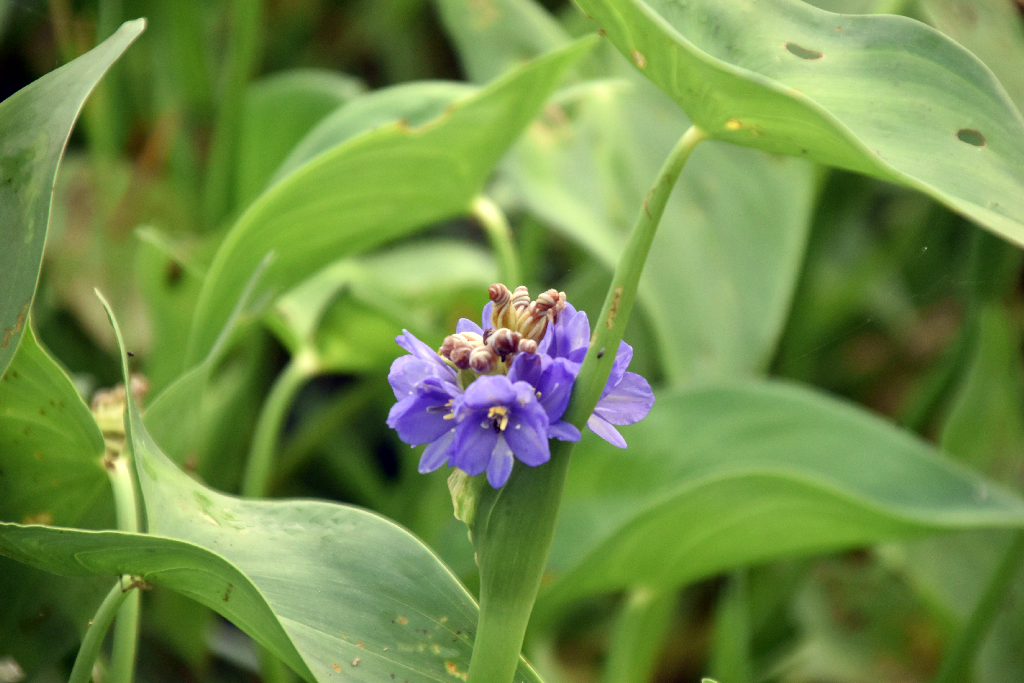 দিনের ছবি (৪ নভেম্বর ২০২৫)