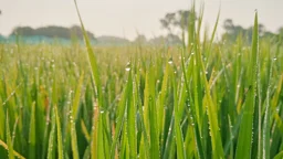 দিনের ছবি (১৫ অক্টোবর, ২০২৬)