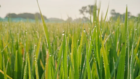 দিনের ছবি (১৫ অক্টোবর, ২০২৬)
